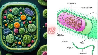 different between prokaryotic and eukaryotic cell class 9th [upl. by Vander]