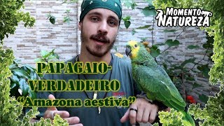 Papagaio  verdadeiro   Amazona aestiva   Momento Natureza [upl. by Aelam]