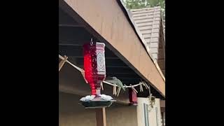 Slow Motion Hummingbird birds bird hummingbird viralvideo viralshorts fyp [upl. by Ayin357]