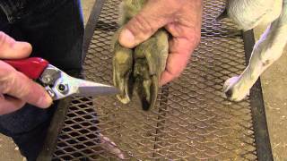 How to Trim Goat Hooves [upl. by Bevash]