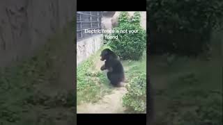 🐒 Why This Chimpanzee Cursed At The Electric Fence 😂 [upl. by Dnalyag532]