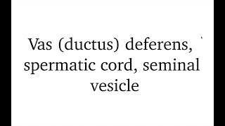 Ductus deferens spermatic cord seminal vesicle [upl. by Birk]