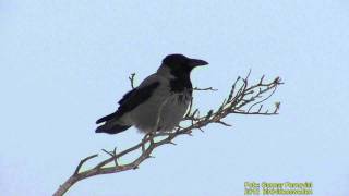 KRÅKA Hooded Crow Corvus cornix Klipp  535 S  9 [upl. by Garik320]