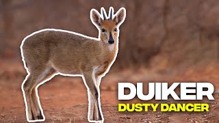 Unlock the Secrets of Duikers Africas Extraordinary MiniAntelopes 🦌🌍 [upl. by Tonnie]