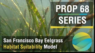 Episode 3  Eelgrass Habitat Suitability Model [upl. by Felisha]