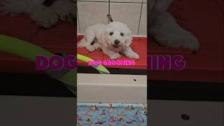 Bichon puppies first time here haircut dog grooming [upl. by Pich]