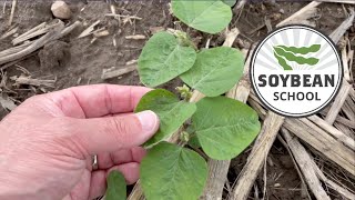 Soybean School How tissue testing can help feed yield [upl. by Doelling]