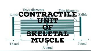 contractile unit of skeletal muscle [upl. by Ahterod]