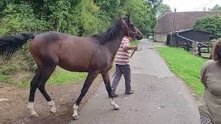 20240903 Pervenche au Haras du Pley [upl. by Benenson]