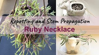 Ruby Necklace Repotting and PropagationOthonna Capensis [upl. by Kcirtapnaes]