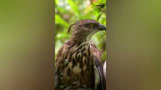 Philippine Hawk Eagle attacked by Wasp [upl. by Suanne]