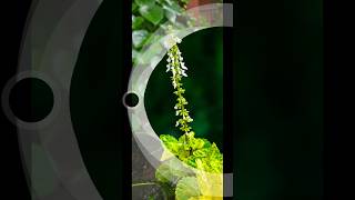 Lightroom edit flower pic Plectranthus amboinicus trending shorts youtubeshorts edit [upl. by Oiluj]