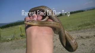 Herping Trip In Bulgaria  Smooth snakes Grass snakes Frogs and Toads [upl. by Bobseine838]