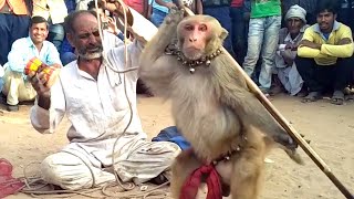 Haryanvi Bandar Bandariya Ka Khel  क्या कमाल का बंदर है  Comedy Video  Video From My Phone [upl. by Hewie]