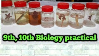 Biology practical class 9th10th complete guide  All slides and specimens [upl. by Katya393]