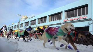 2011 Iditarod ceremonial start [upl. by Araid145]