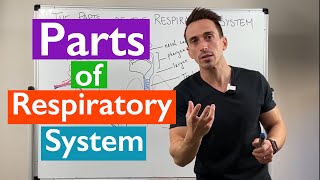 Parts of the Respiratory System  Overview [upl. by Cired]