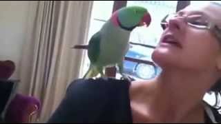 Marty quotThe Magnificentquot Alexandrine Parrot Talking and Waving quotBye Byequot [upl. by Wachter]