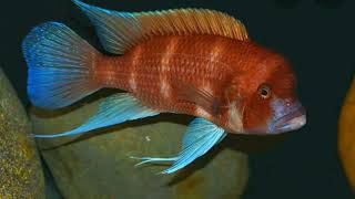 Cyphotilapia  Red Frontosa Cichlids amp Bonus All Black Haitiensis copperband [upl. by Joey]