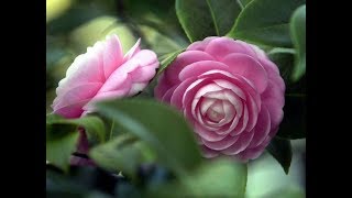 Top Most beautiful Camellias  Camellia Flowers  Camellia  PART 1 [upl. by Waldron]