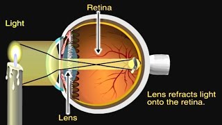 How the Eye Works Animation  How Do We See Video  Nearsighted amp Farsighted Human Eye Anatomy [upl. by Einnep]