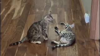 Bengal Update Kitten Play  Fighting time [upl. by Darra400]