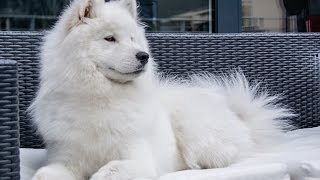 cute samoyed dog howling [upl. by Gellman]