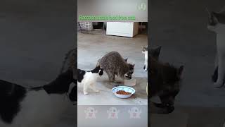 Raccoon steals food from cats shorts [upl. by Atonsah]