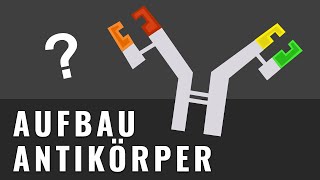 Wie zeichnet man Antikörper  Aufbau Antikörper  Biologie einfach erklärt  AbiturWissen [upl. by Lyram898]