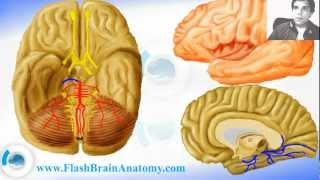 Cerebral Arteries and Circle Of Willis 12 [upl. by Anselmi]