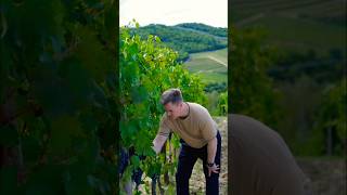 From Vine to Wine Harvesting Sangiovese Grapes in Chianti Classico 🍷 [upl. by Anoerb]