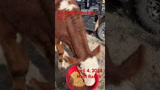 An Entire Workday Ep 2 funatwork talesfromwork ranching cows [upl. by Weinrich50]