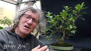 Pruning and Repotting My Ficus quotCutting of a Cuttingquot The Bonsai Zone Oct 2024 [upl. by Mateusz]