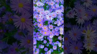 Aster flower purple Bloomingflowers astergardenytshorts 036 [upl. by Lorrayne]