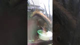 Smart squirrel uses tail as umbrella ☂️ 😆 [upl. by Hilaire]