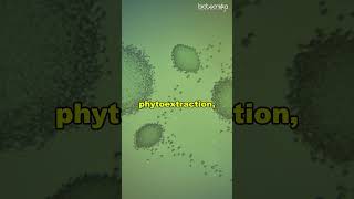 Bioremediation Techniques Explained in 60 Seconds bioremediation [upl. by Oneill235]