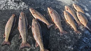 Ice Fishing 2023Brook Trout amp Rainbows [upl. by Nossila]