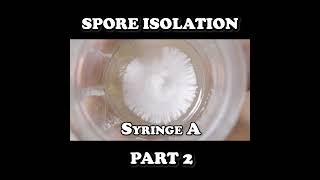 shorts Isolating Spores Part 2  Purifying an Isolate [upl. by Leirda]