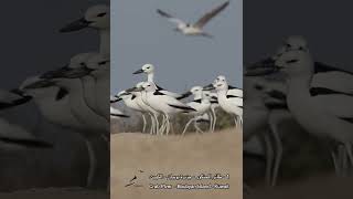 1 الحنكور  Crab Plover [upl. by Fridlund]