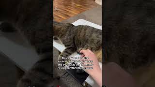 funny catcatcatscatlover catshorts funnycatsyoutubeshorts funnyvideo music [upl. by Adikram198]