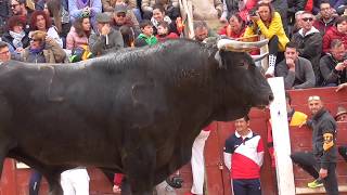 Toros Bravos Capea Ciudad Rodrigo 2019 [upl. by Els]