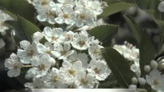 Crataegus crusgalli Thornless Cockspur Hawthorn [upl. by Ainel]