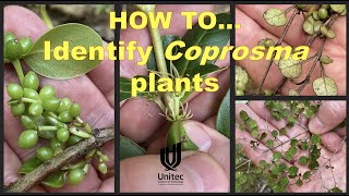 HOW TO identify Coprosma plants [upl. by Cedar]