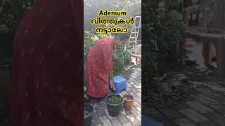 adeniumseeds vuralshorts trendingvideo ytshorts [upl. by Dorwin]