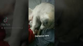 E anche oggi zero spalpugnamenti da mia mamma domani😂😂 RiccardoeCindy Tiktok [upl. by Leugim]