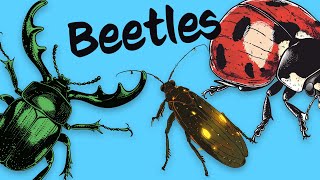 10 Beetles 🐞 Know them Love them [upl. by Heuser]