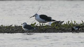 Gull collecting nest material [upl. by Cappella297]