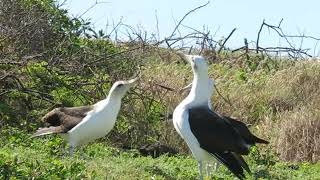 Clacking Albatross  Mating Ritual [upl. by Ayanet]