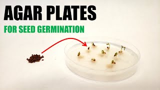 How to Prepare Agar Plates for Seed Germination Experiments [upl. by Llij107]