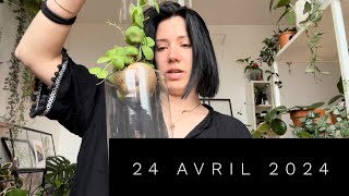 NOUVEAU DISCHIDIA DANS LA COLLECTION ET COMMENT VONT MES PLANTES [upl. by Ardnasac]